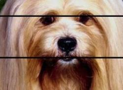 Adorable Dogs Screensaver